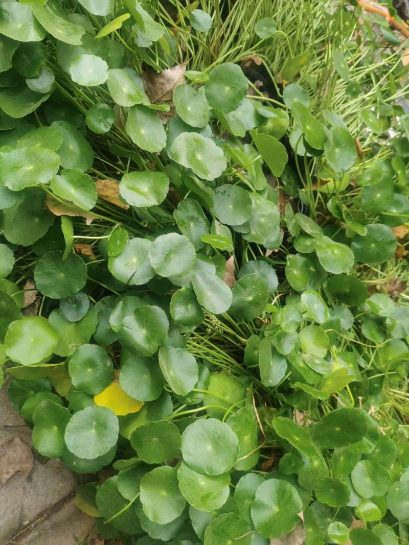 精品铜钱草大量上市，基地直发直销，欢迎各位老板选购