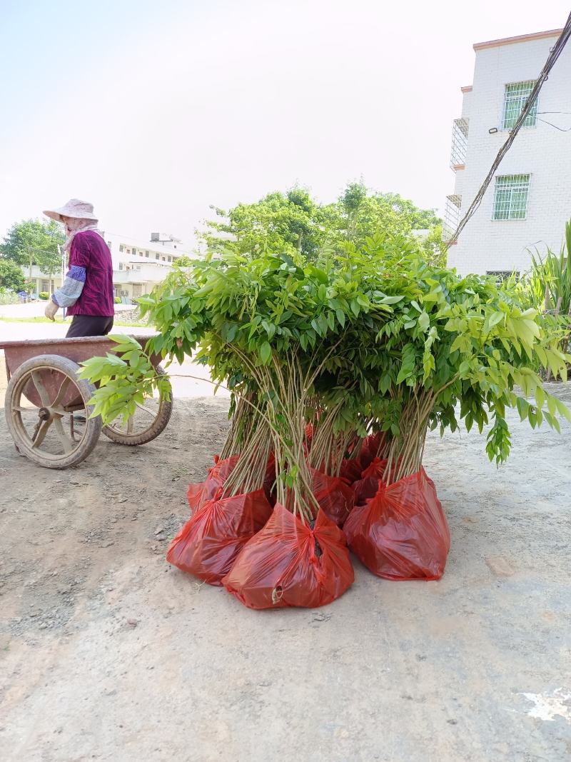 正宗海南黄花梨苗（量大价优）全国包邮,带原土发货