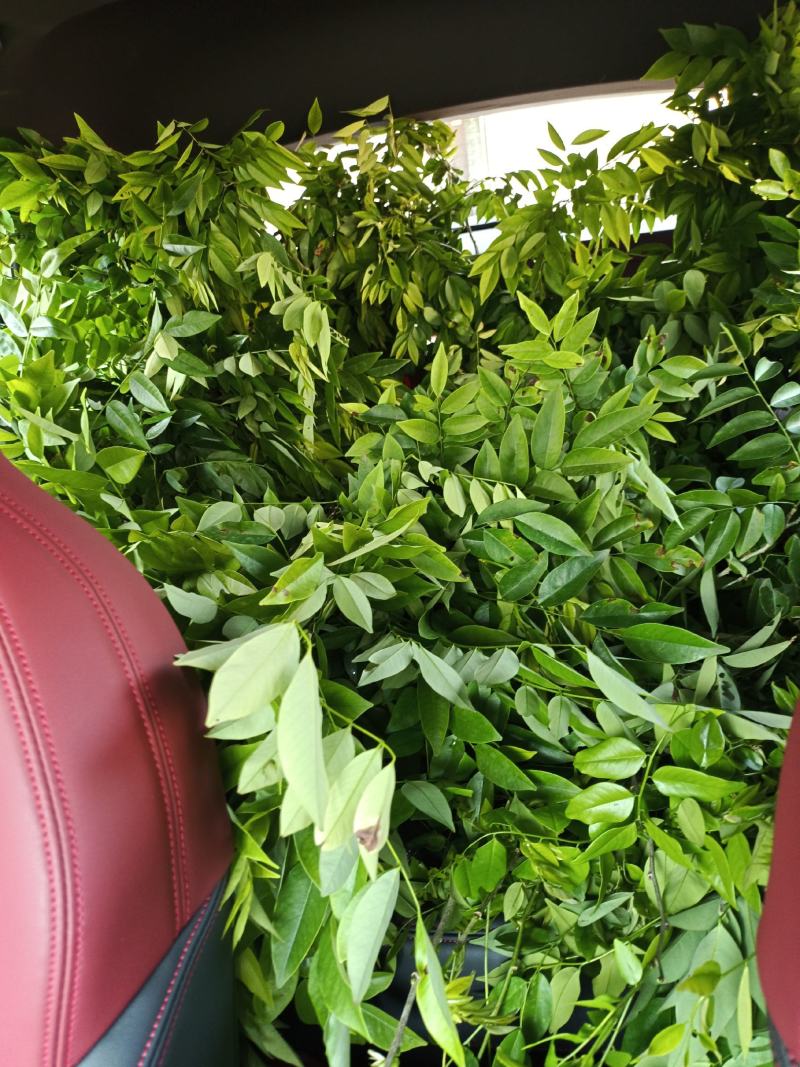 正宗海南黄花梨苗（量大价优）全国包邮,带原土发货
