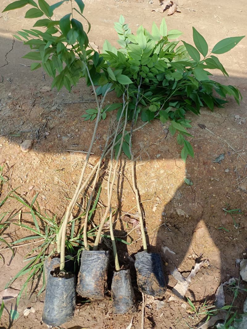 正宗海南黄花梨苗（量大价优）全国包邮,带原土发货
