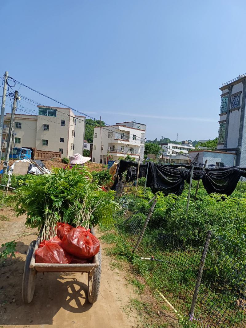 正宗海南黄花梨苗（量大价优）全国包邮,带原土发货