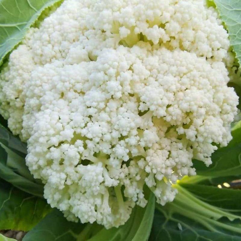 有机花白菜花白花菜有机菜花青梗散花松花菜