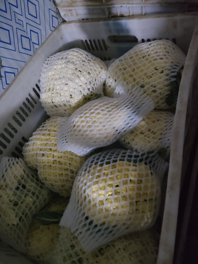 有机花白菜花白花菜有机菜花青梗散花松花菜