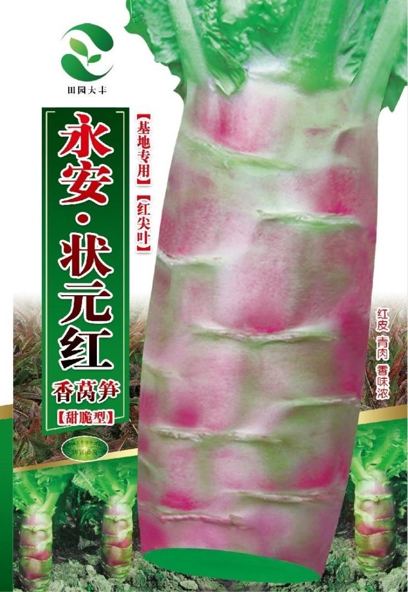 永安状元红莴笋种子