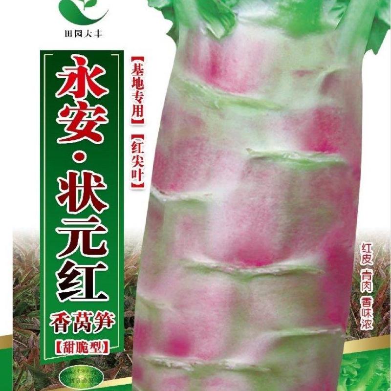永安状元红莴笋种子