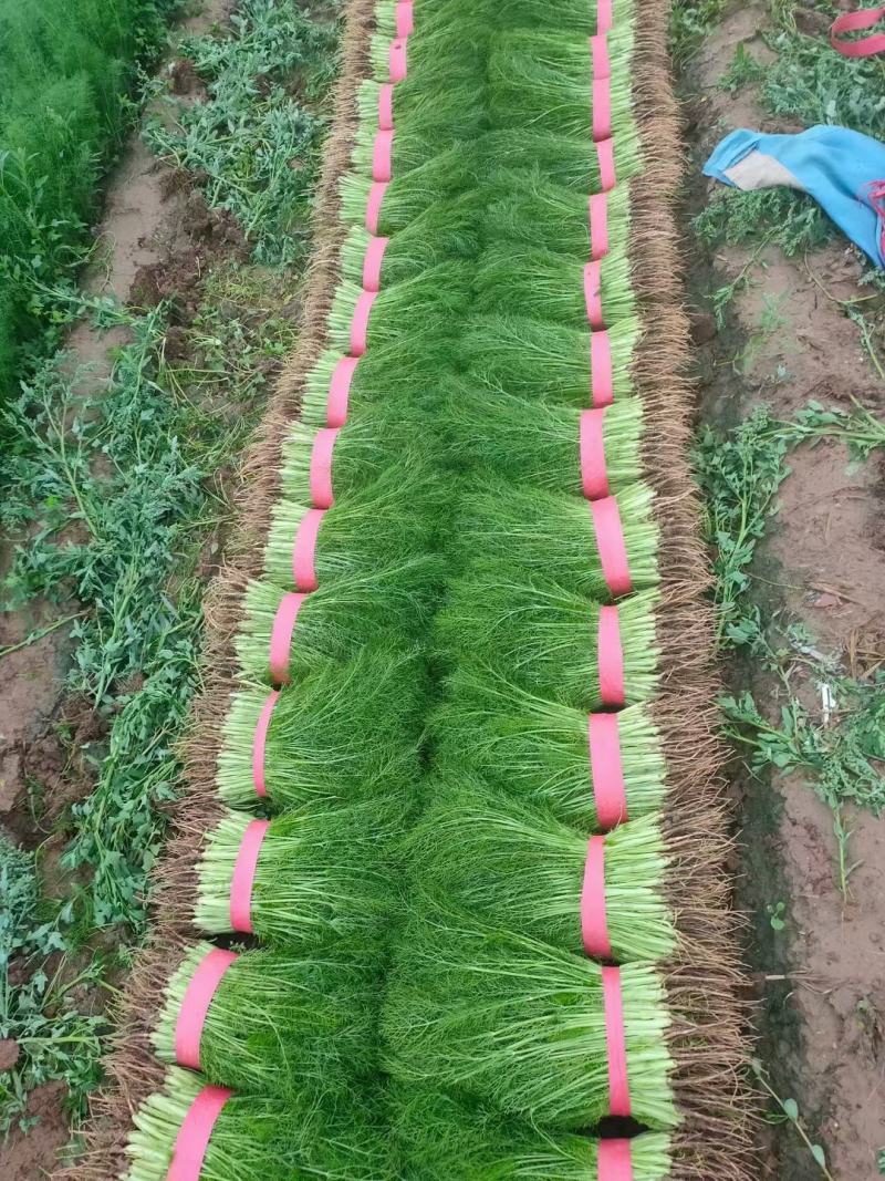 永年精品回一手货源扁杆茴香