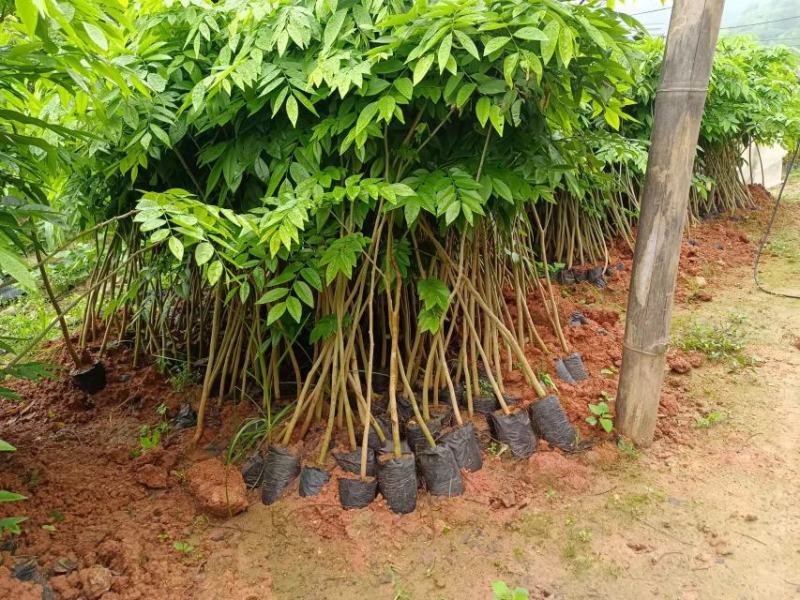 正宗海南黄花梨苗（量大价优）全国包邮,带原土发货