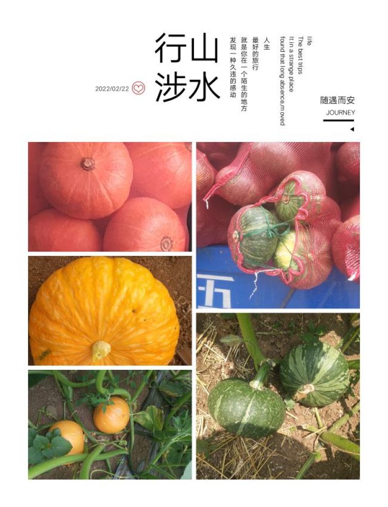 板栗南瓜