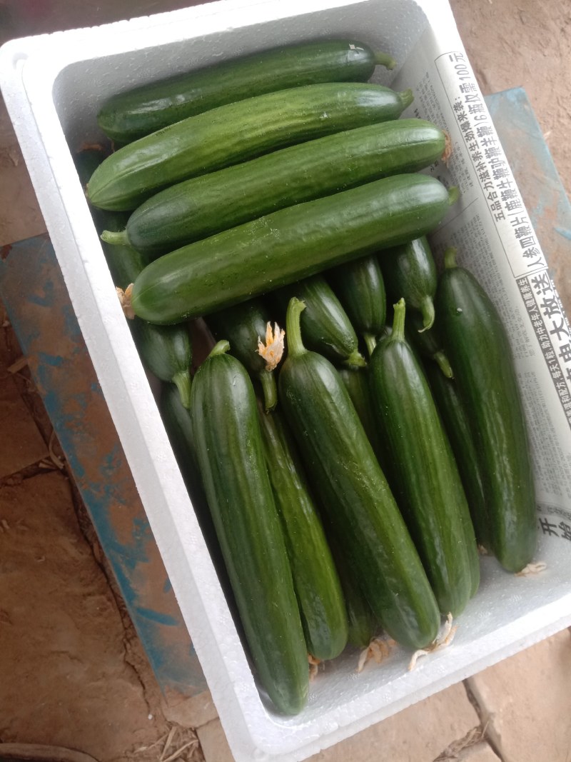 小黄瓜