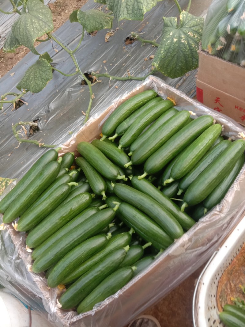 小黄瓜