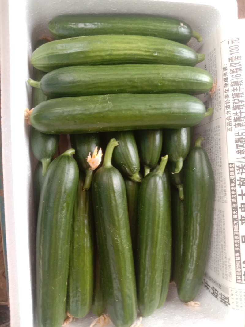 小黄瓜