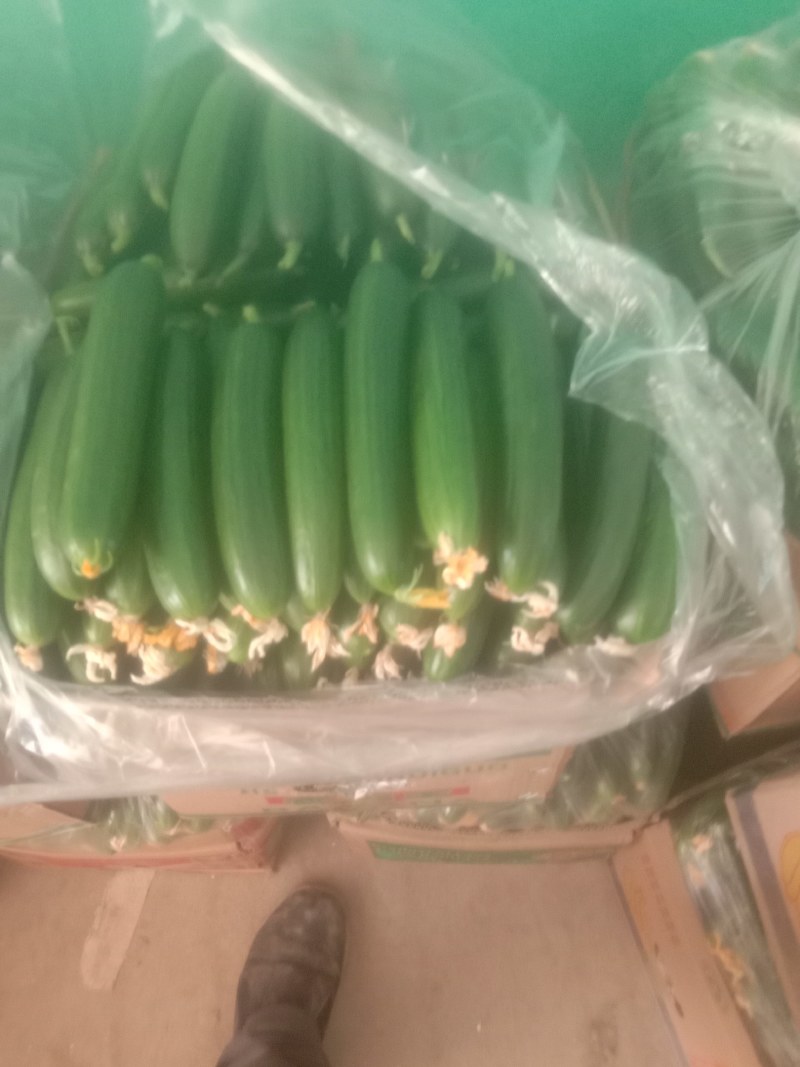 小黄瓜