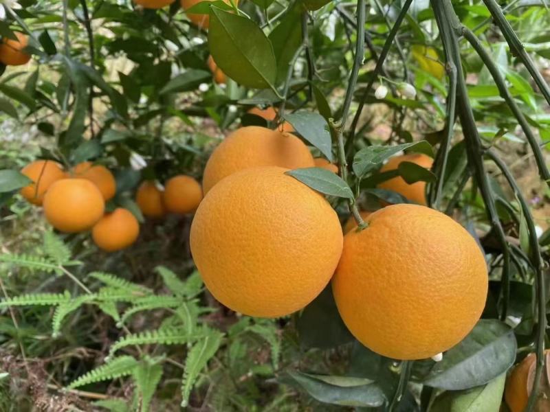 湖北秭归夏橙产地现摘现发皮薄肉嫩水分充足品质保证