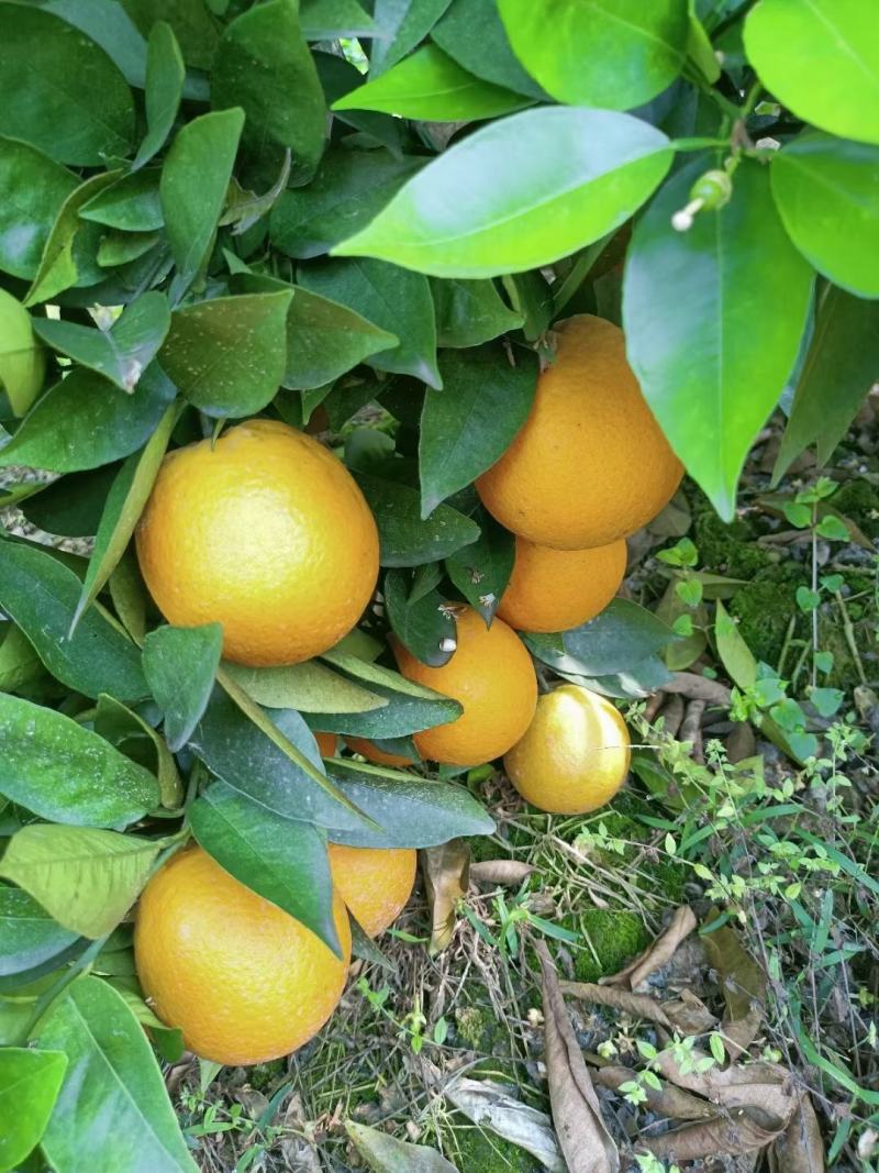 湖北秭归夏橙产地现摘现发皮薄肉嫩水分充足品质保证