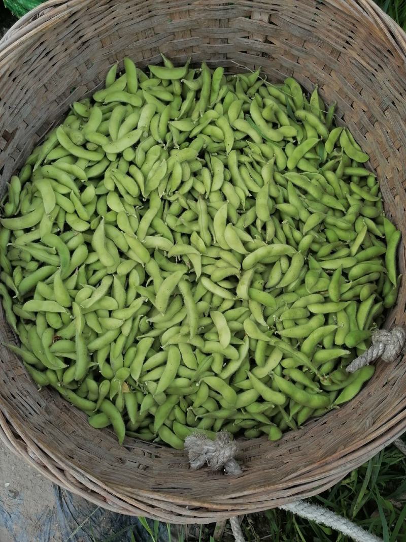 翠绿宝毛豆