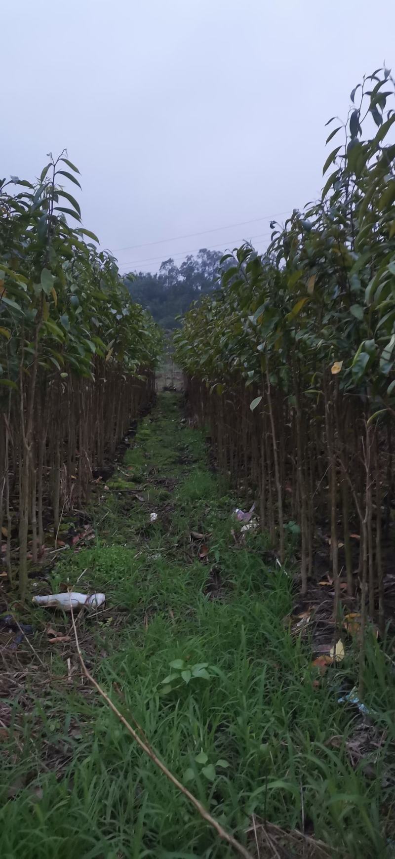沉香苗（大中小规格都有，量大价优）全国包邮,广东茂名