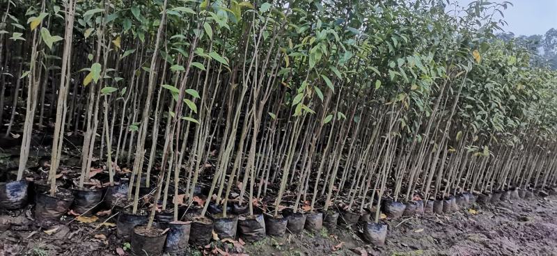 沉香苗（大中小规格都有，量大价优）全国包邮,广东茂名