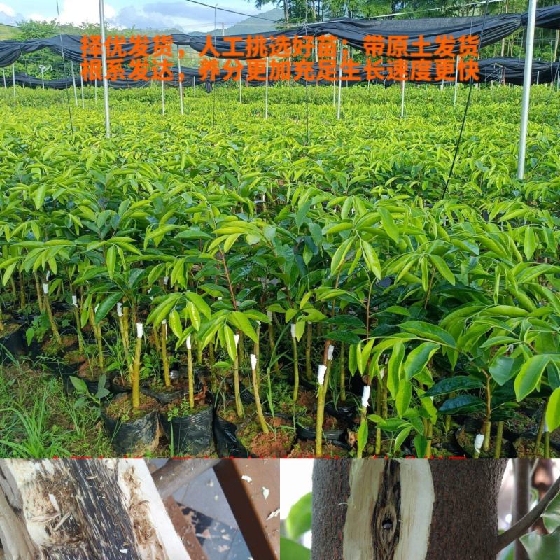 正宗奇楠沉香嫁接苗(红骨凹身)全国包邮包结香包技术指导