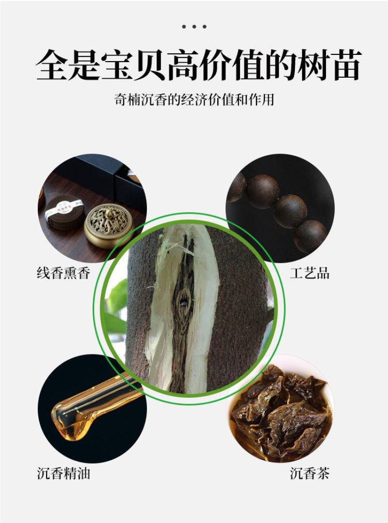 正宗奇楠沉香嫁接苗(红骨凹身)全国包邮包结香包技术指导