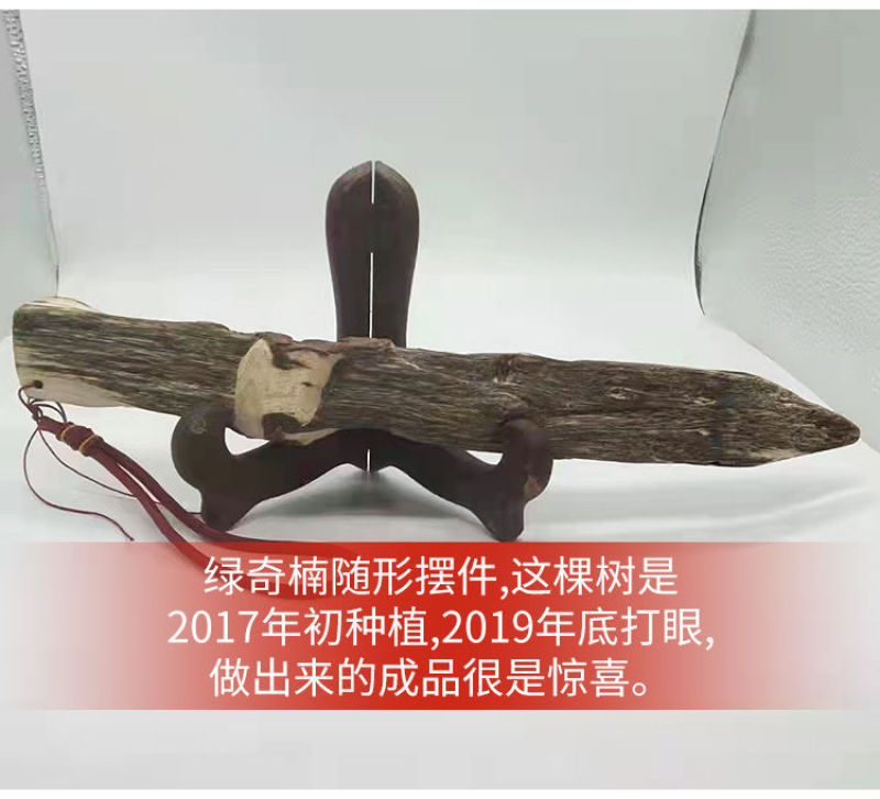 正宗奇楠沉香嫁接苗(红骨凹身)全国包邮包结香包技术指导