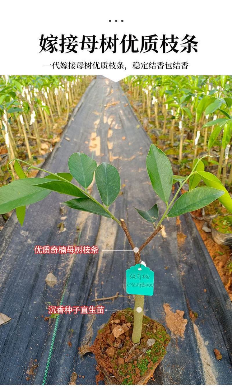 正宗奇楠沉香嫁接苗(红骨凹身)全国包邮包结香包技术指导