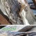 正宗奇楠沉香嫁接苗(红骨凹身)全国包邮包结香包技术指导