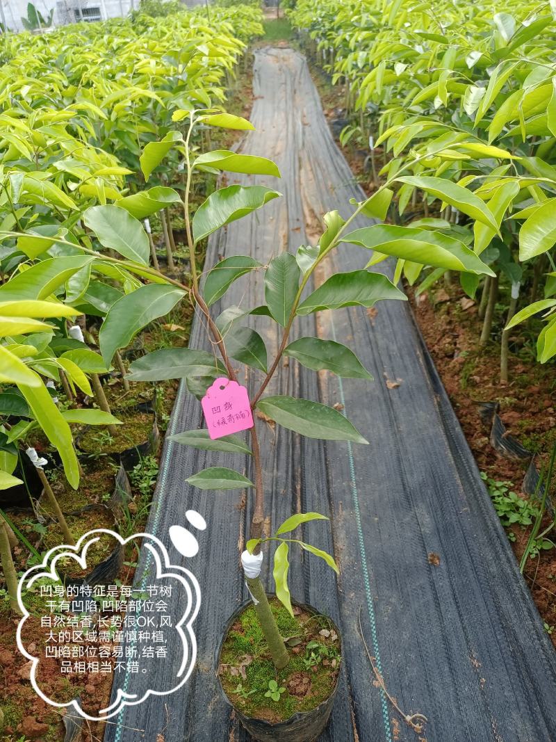 正宗奇楠沉香嫁接苗(红骨凹身)全国包邮包结香包技术指导