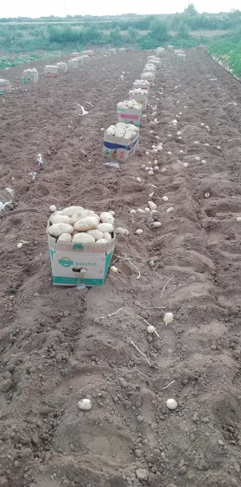 土豆