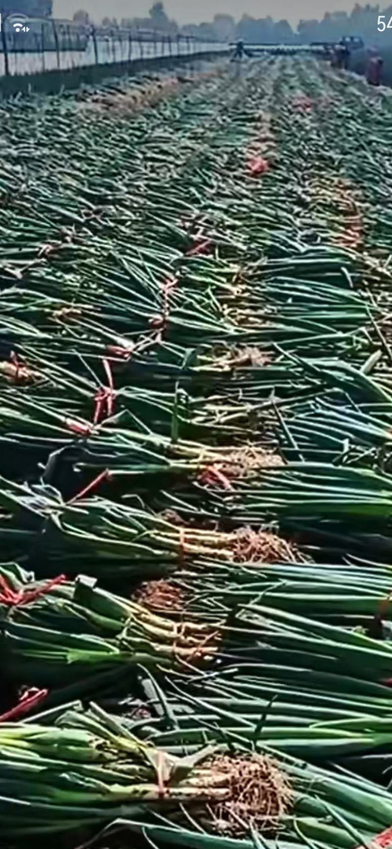 山东大葱，质量好！
