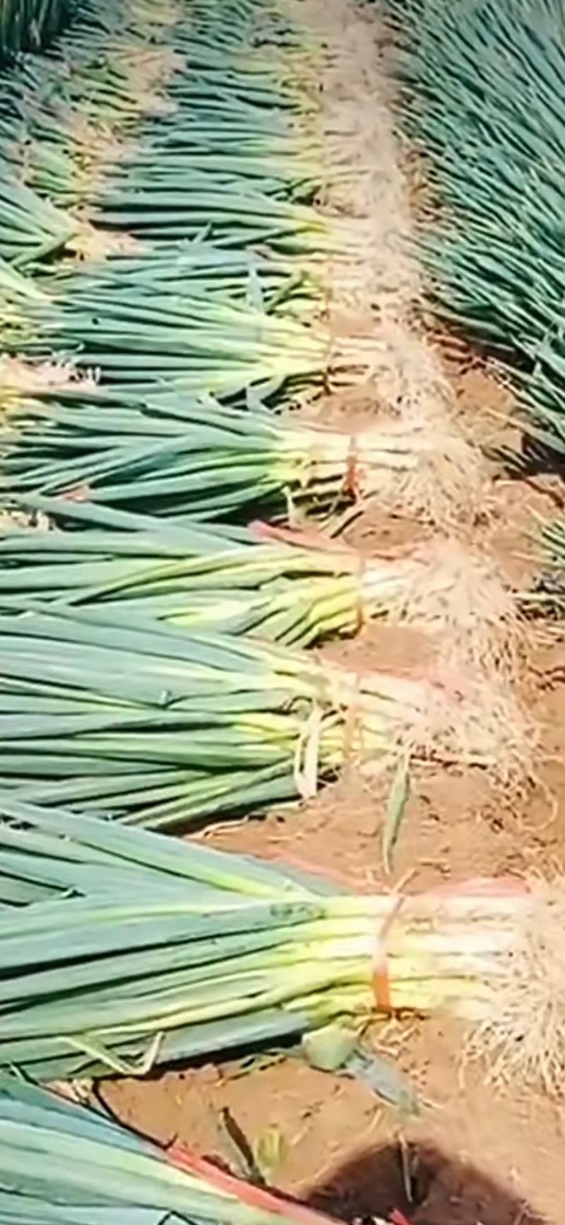 山东大葱，质量好！