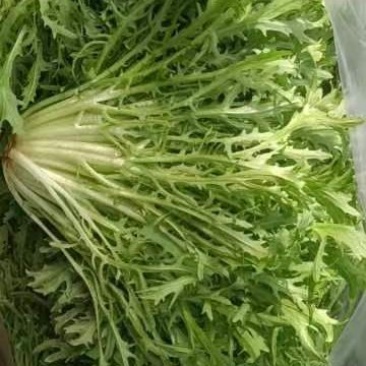 精品叶菜