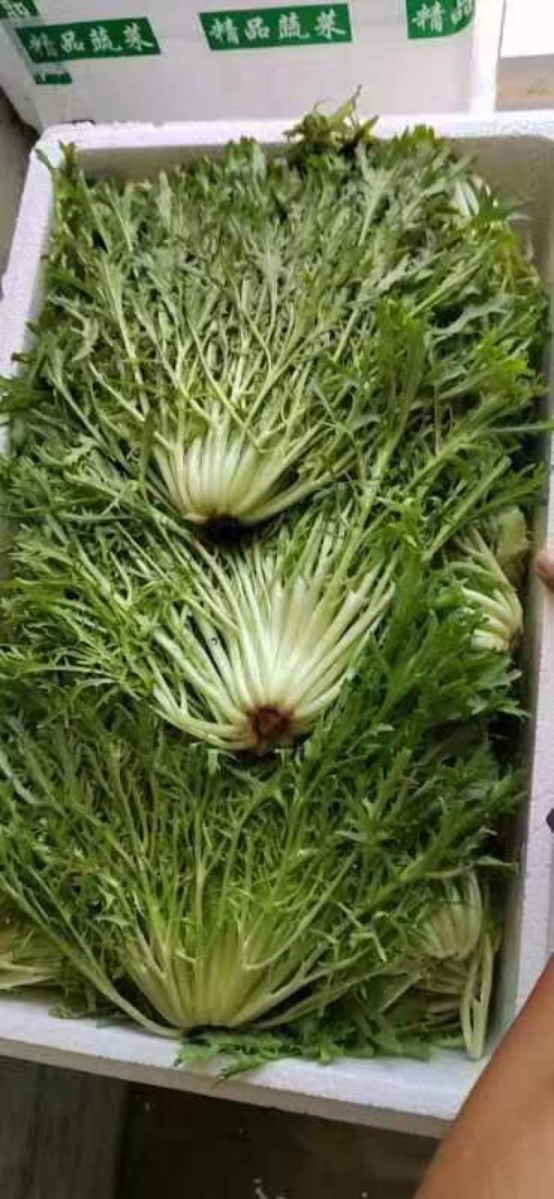精品叶菜