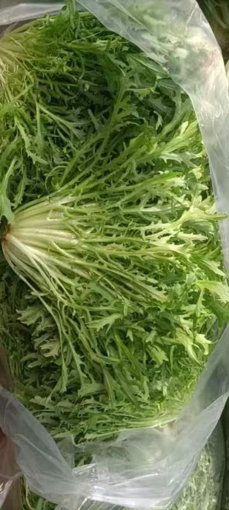 精品叶菜
