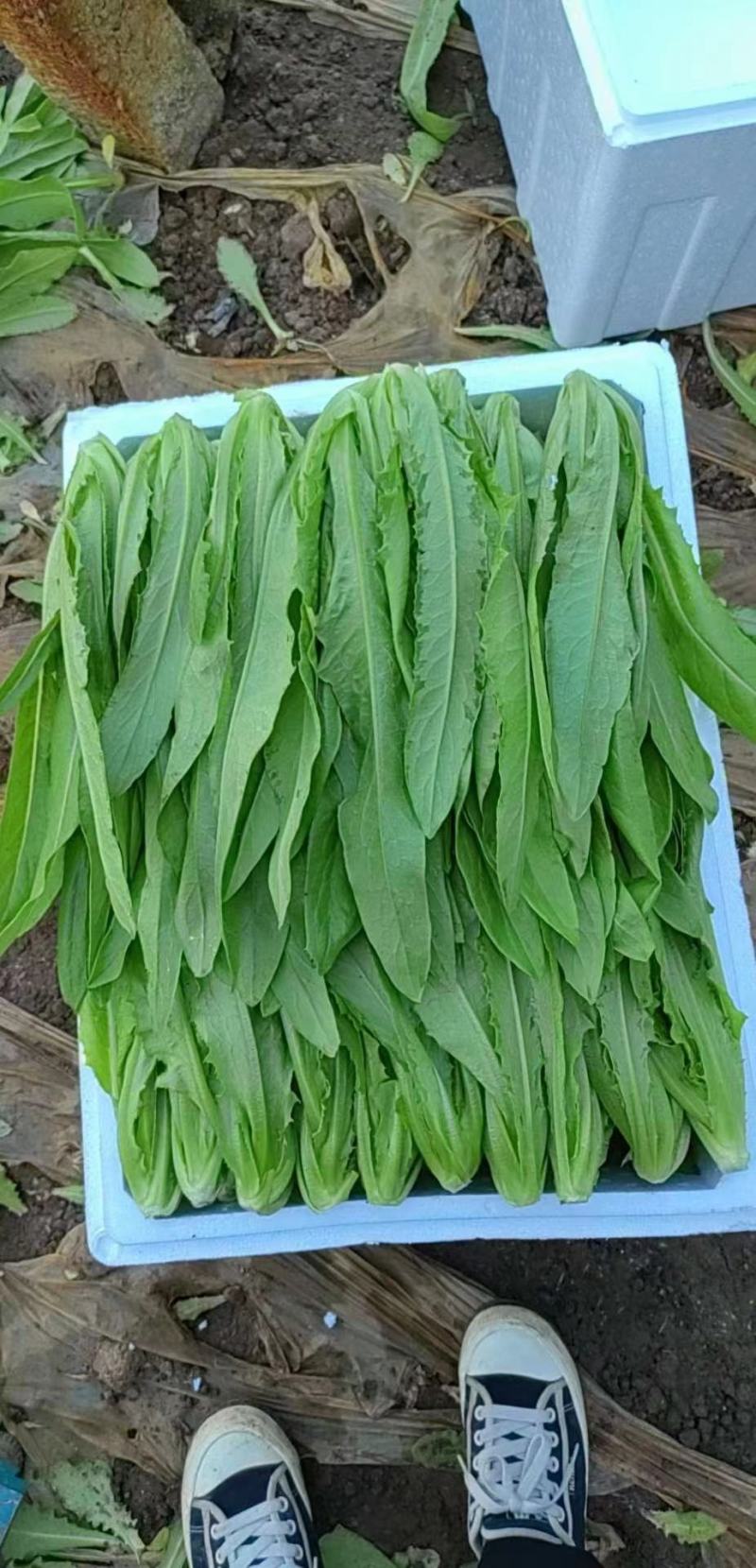 精品叶菜