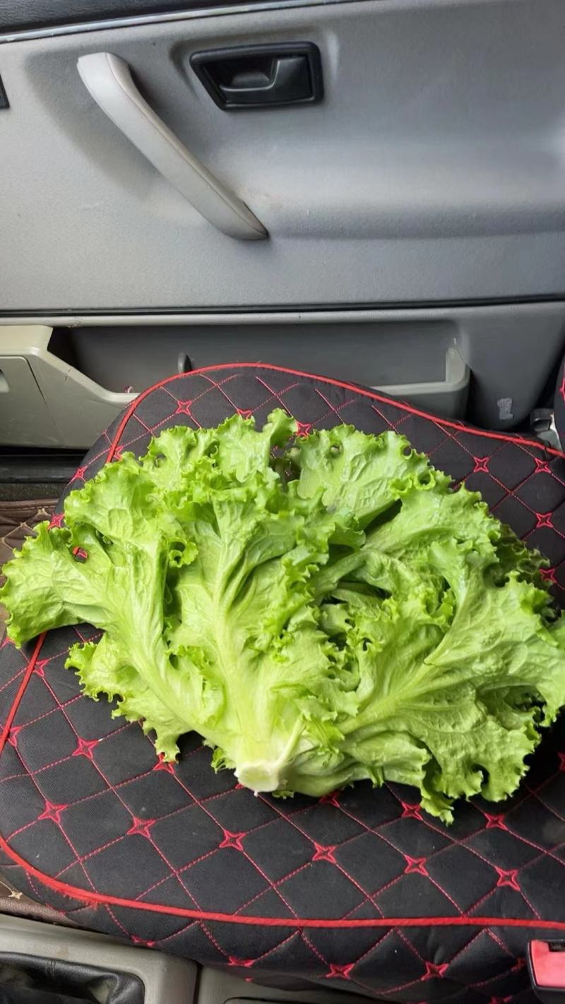 精品叶菜