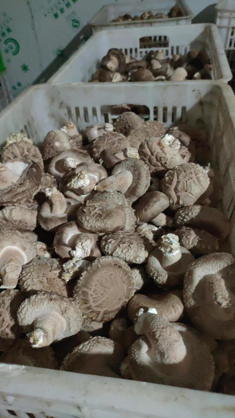 河北邢台鲜香菇承接电商批发商加工厂