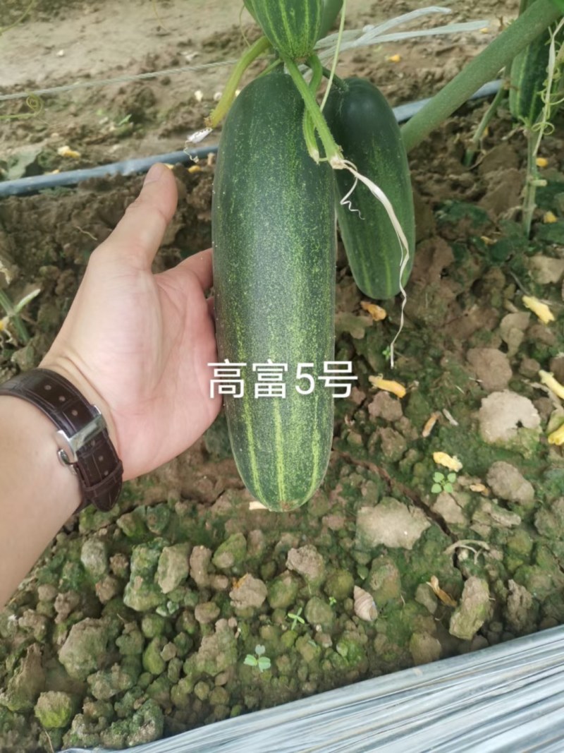 中早熟水果吊瓜，耐热耐湿抗病强产量高品质保证厂家发货