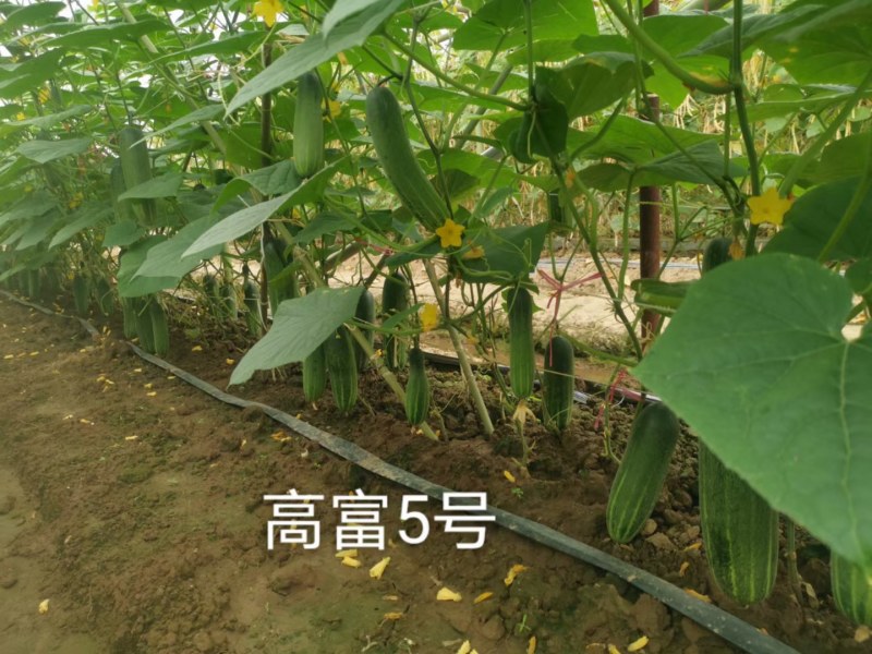 中早熟水果吊瓜，耐热耐湿抗病强产量高品质保证厂家发货