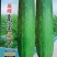 中早熟水果吊瓜，耐热耐湿抗病强产量高品质保证厂家发货