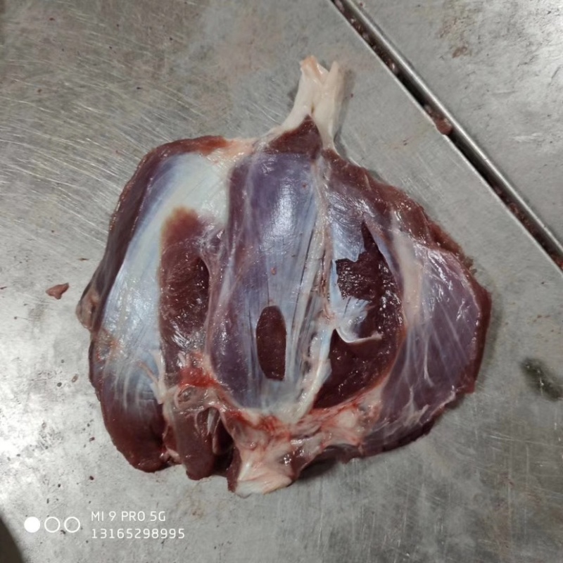 【推荐】精修龟腱厂家直发基地直供品质保证