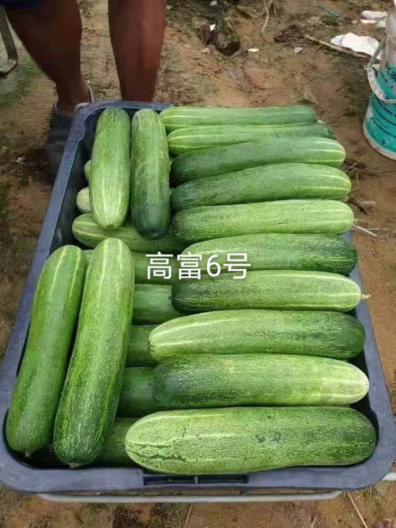 中早熟水果吊瓜耐热耐湿抗病强高产品质保证厂家发货