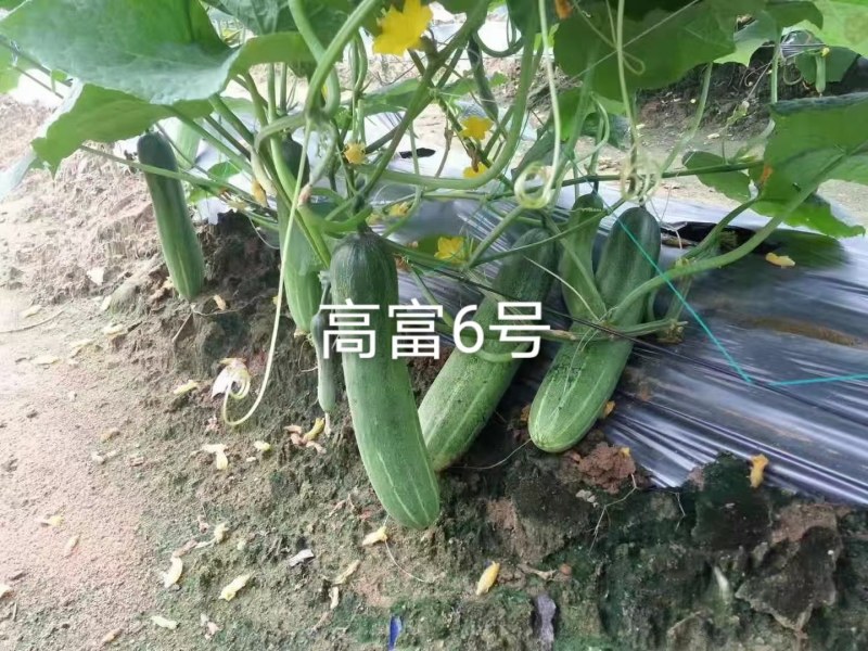 中早熟水果吊瓜耐热耐湿抗病强高产品质保证厂家发货