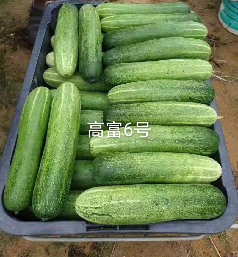 中早熟水果吊瓜耐热耐湿抗病强高产品质保证厂家发货