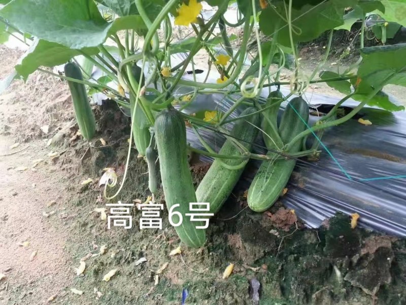 中早熟水果吊瓜耐热耐湿抗病强高产品质保证厂家发货
