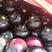 本地紫光圆茄大量上市，质量高，价格优惠，欢迎广大客商前来