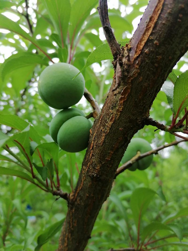 蜂糖李