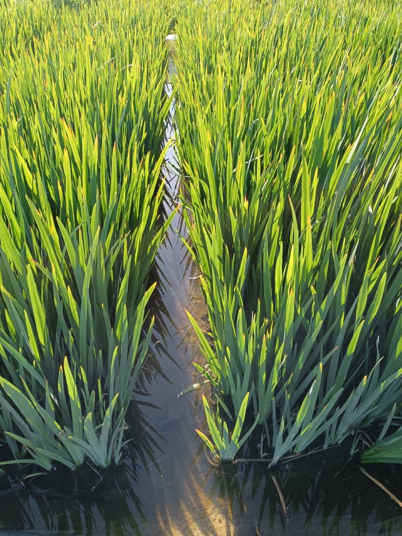 河北安新永信水葱水草，基地直供一手货源易成活质量保证