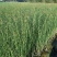 河北安新永信水葱水草，基地直供一手货源易成活质量保证