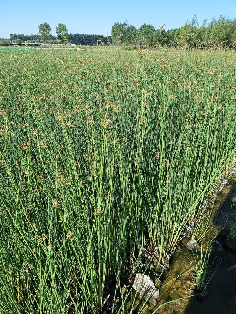 河北安新永信水葱水草，基地直供一手货源易成活质量保证