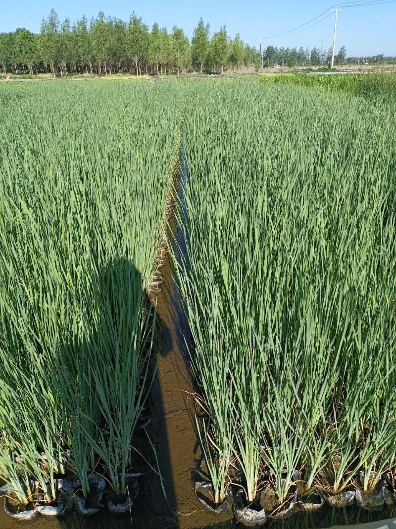 河北安新永信水葱水草，基地直供一手货源易成活质量保证